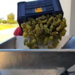 Bizoe Wine Grapes