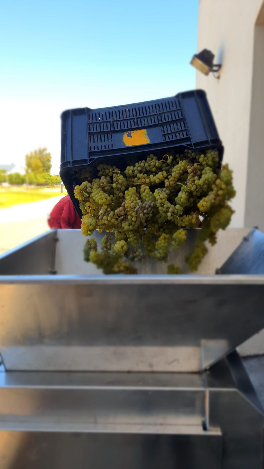 Bizoe Wine Grapes