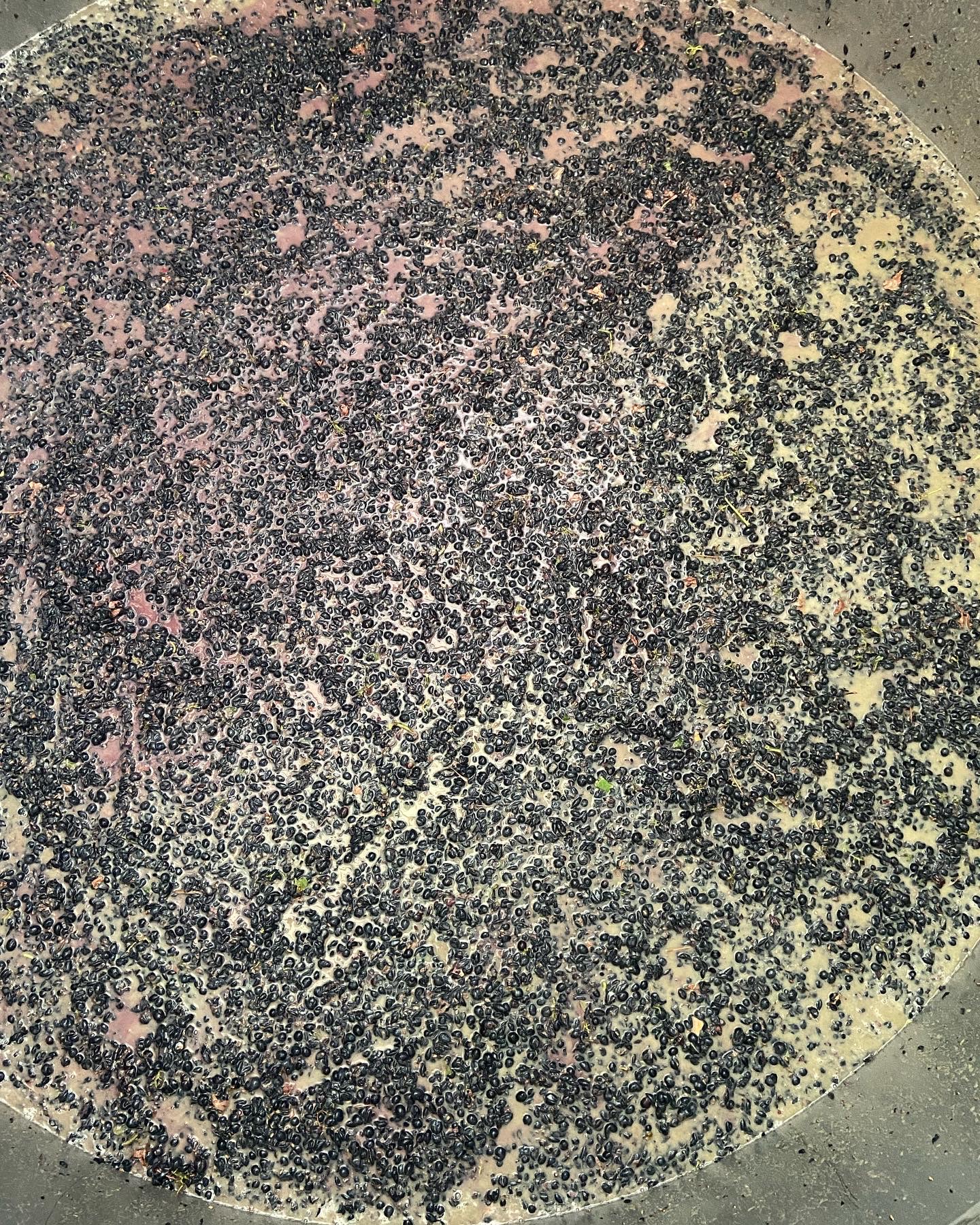Red Grapes Fermenting
