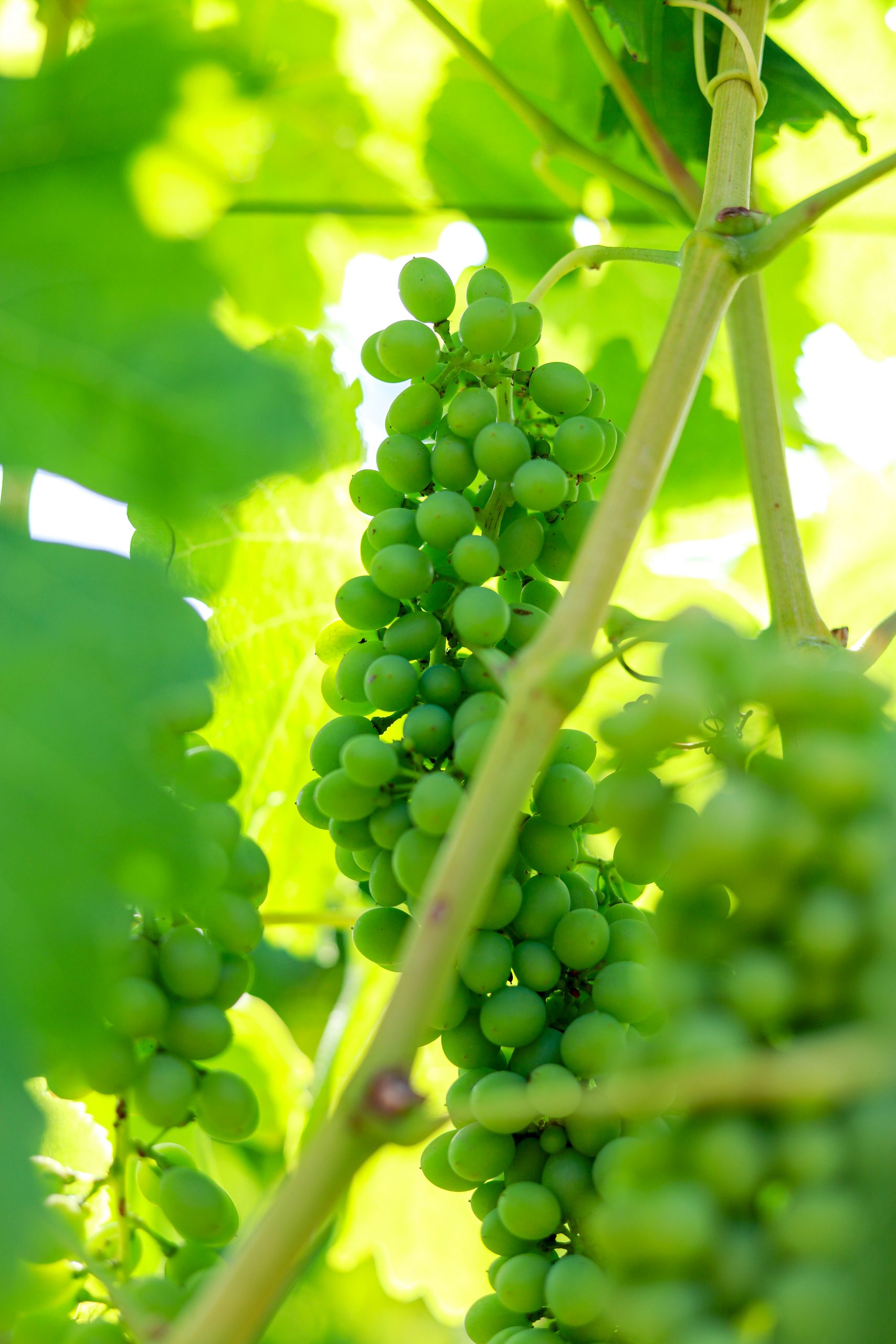 Green unripe Grapes
