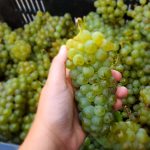 Chenin blanc grapes