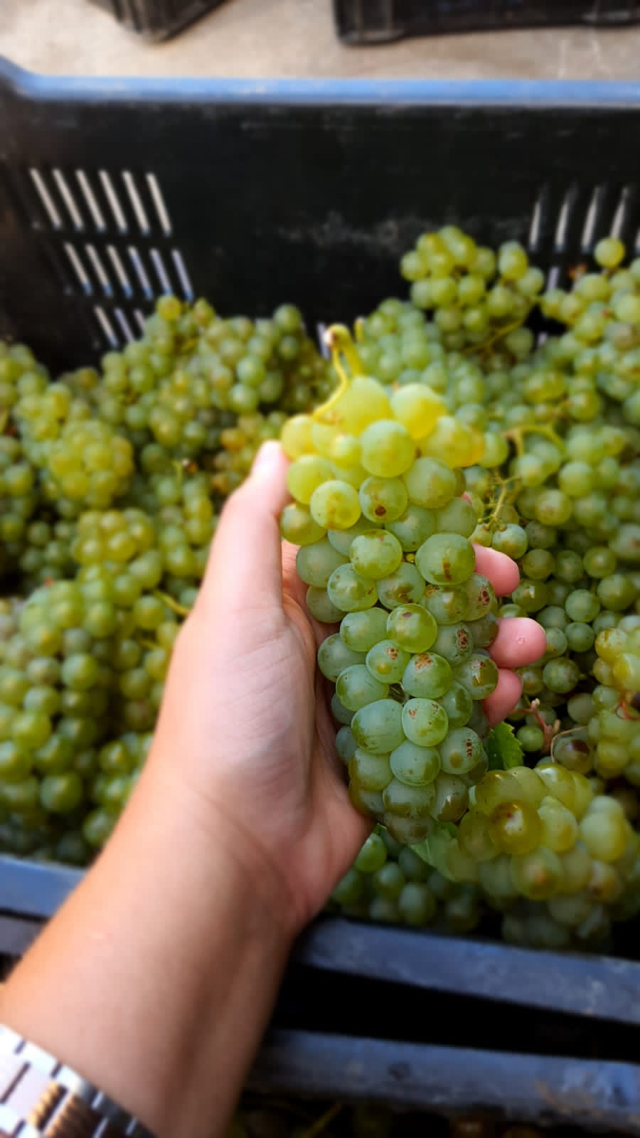 Chenin blanc grapes